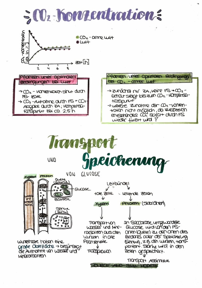 
<p>Die Fotosynthese ist ein wichtiger Prozess für Pflanzen, da sie es ihnen ermöglicht, Nährstoffe zu produzieren, um sich zu ernähren. Die