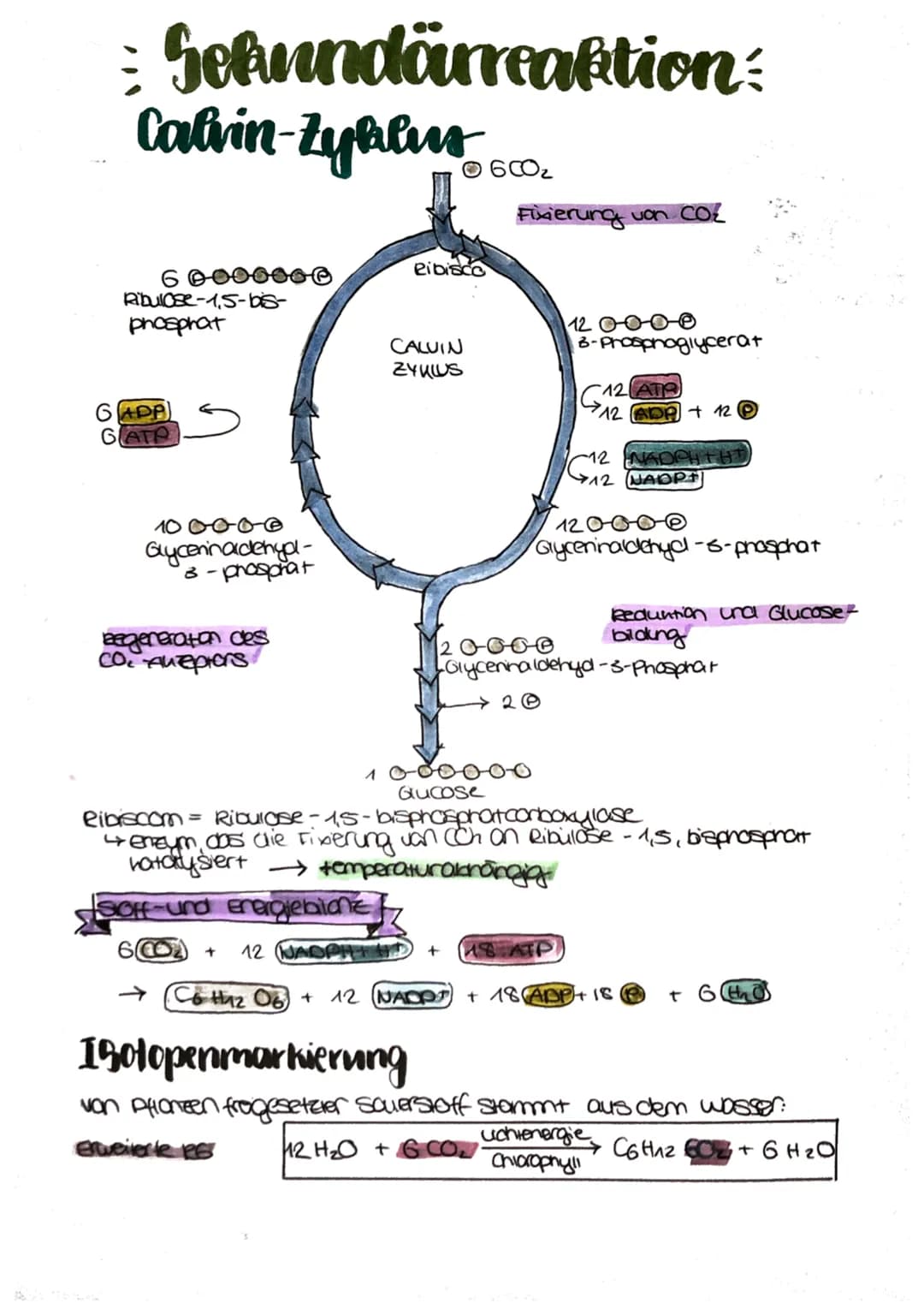 
<p>Die Fotosynthese ist ein wichtiger Prozess für Pflanzen, da sie es ihnen ermöglicht, Nährstoffe zu produzieren, um sich zu ernähren. Die