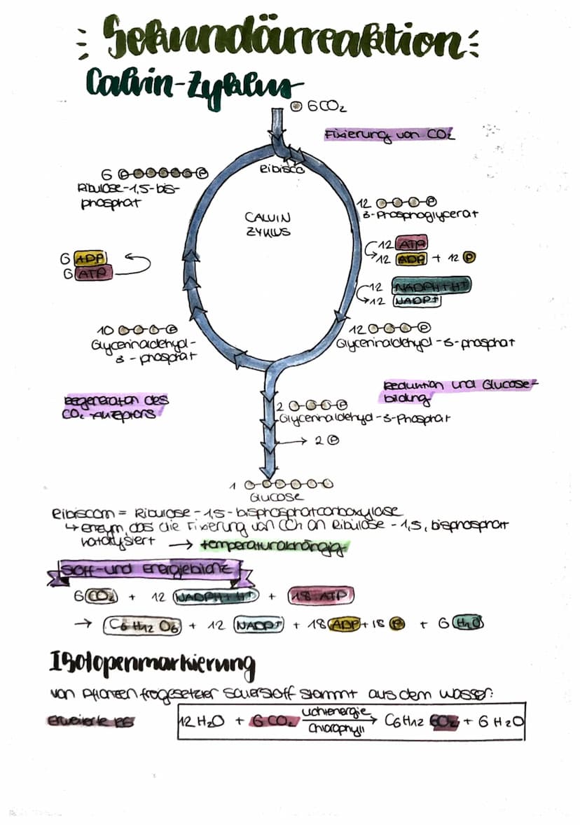
<p>Die Fotosynthese ist ein wichtiger Prozess für Pflanzen, da sie es ihnen ermöglicht, Nährstoffe zu produzieren, um sich zu ernähren. Die