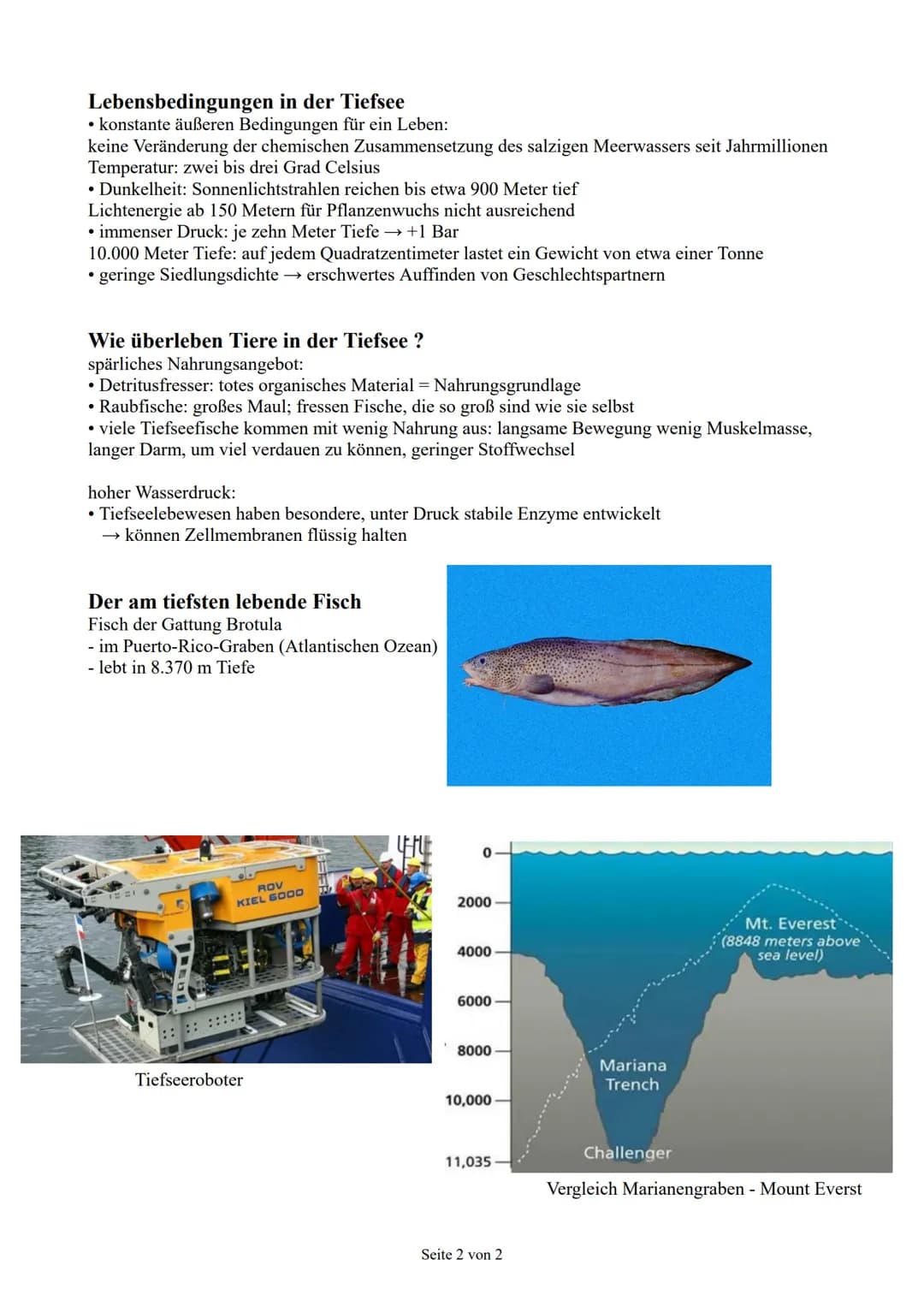 
<h2 id="basisinformationenozeane">Basisinformationen Ozeane</h2>
<p>Die Ozeane bedecken fast zwei Drittel der Erdoberfläche, und die Tiefse