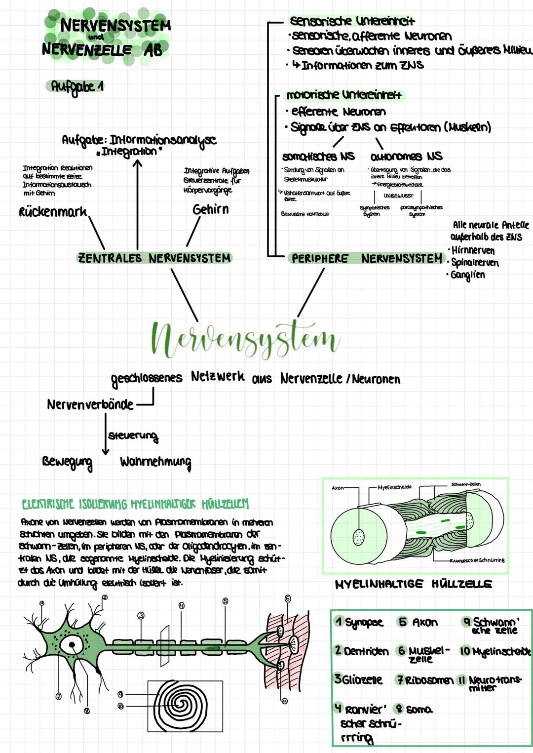 
<p>Die Neurobiologie beschäftigt sich mit der Struktur und Funktion des Nervensystems. Sie ist ein interdisziplinäres Forschungsgebiet, das