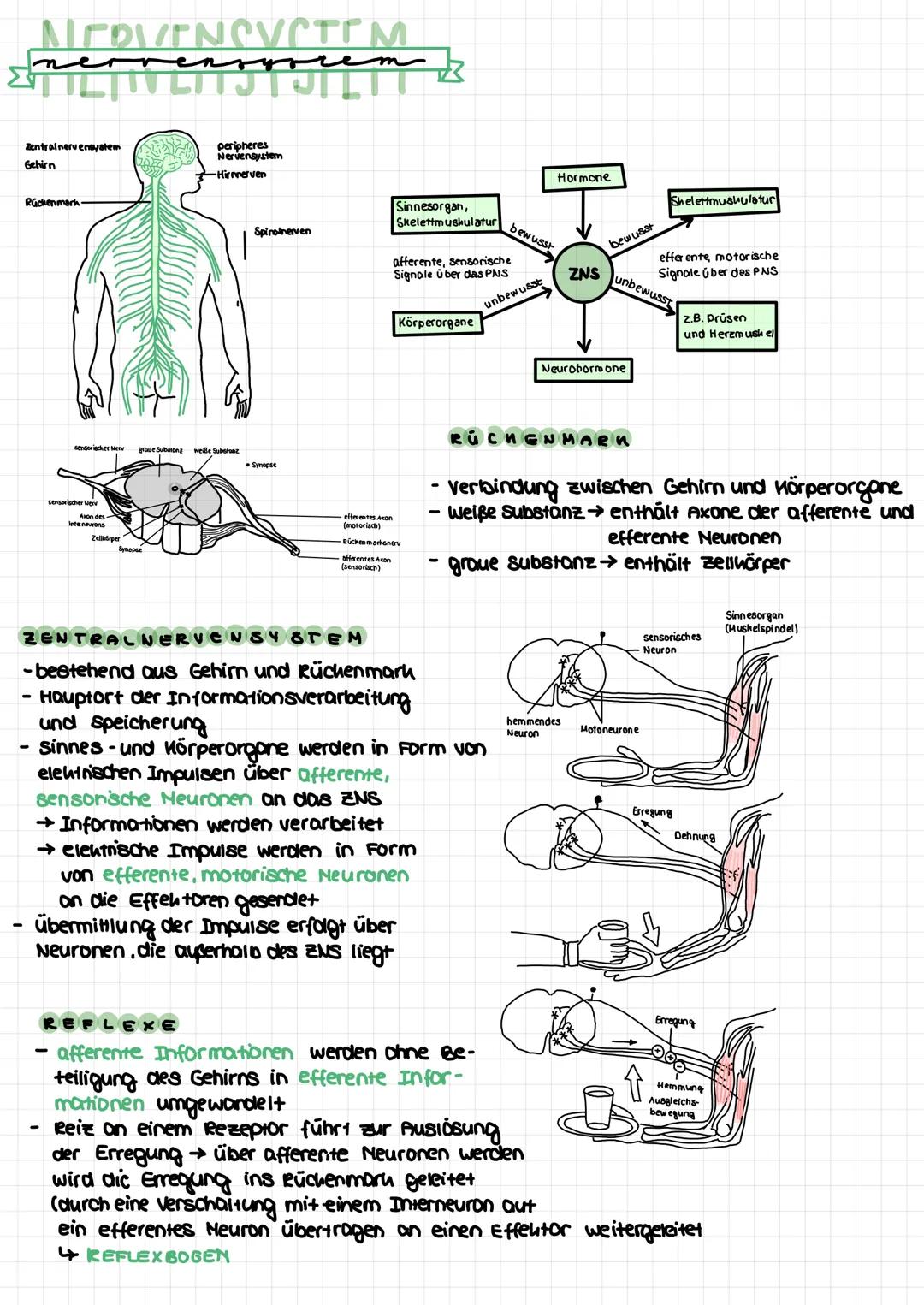 
<p>Die Neurobiologie beschäftigt sich mit der Struktur und Funktion des Nervensystems. Sie ist ein interdisziplinäres Forschungsgebiet, das