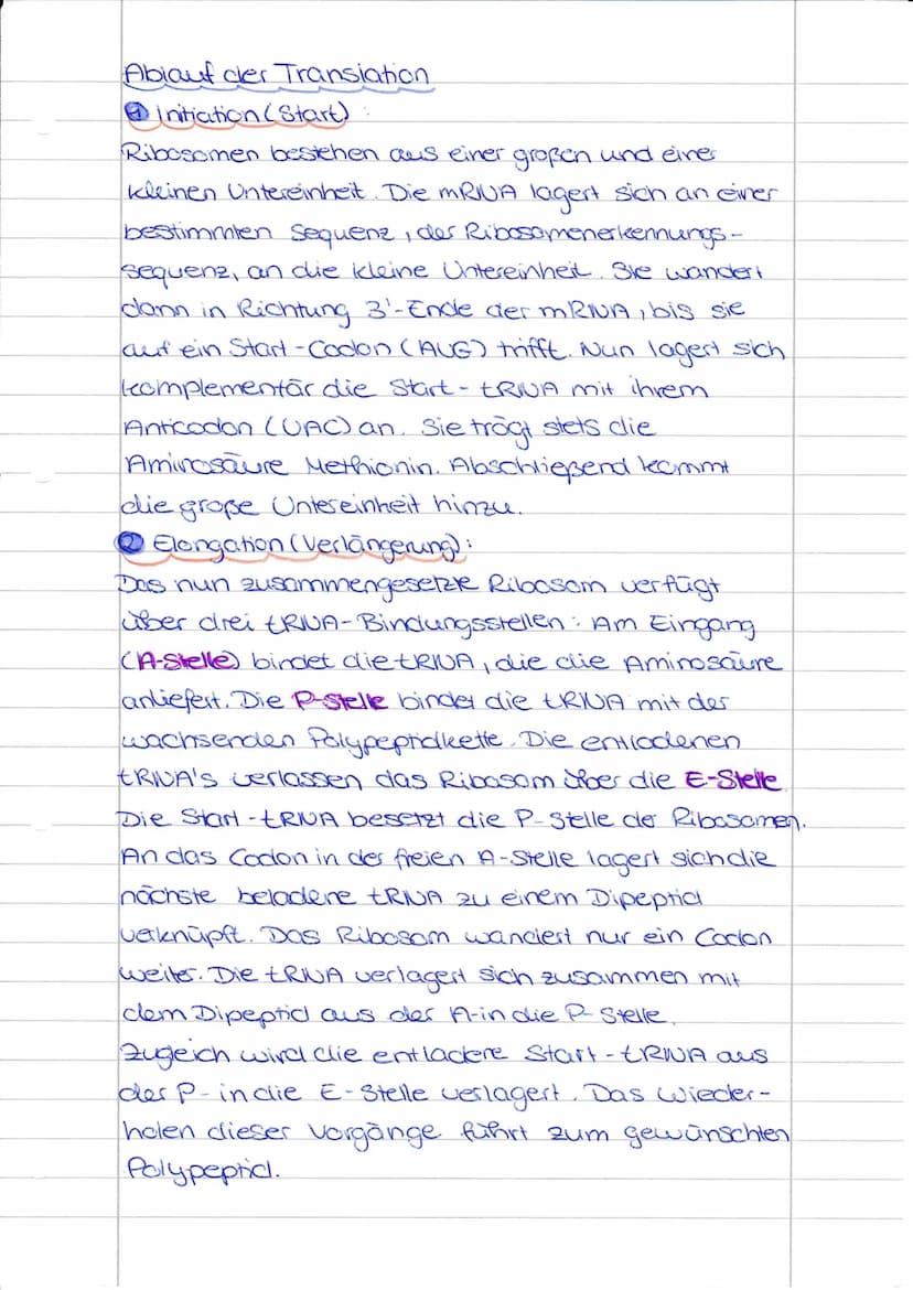<h2 id="proteinbiosyntheseablauf">Proteinbiosynthese Ablauf</h2>
<h3 id="initiationtranslation">Initiation Translation</h3>
<p>Der Ablauf de