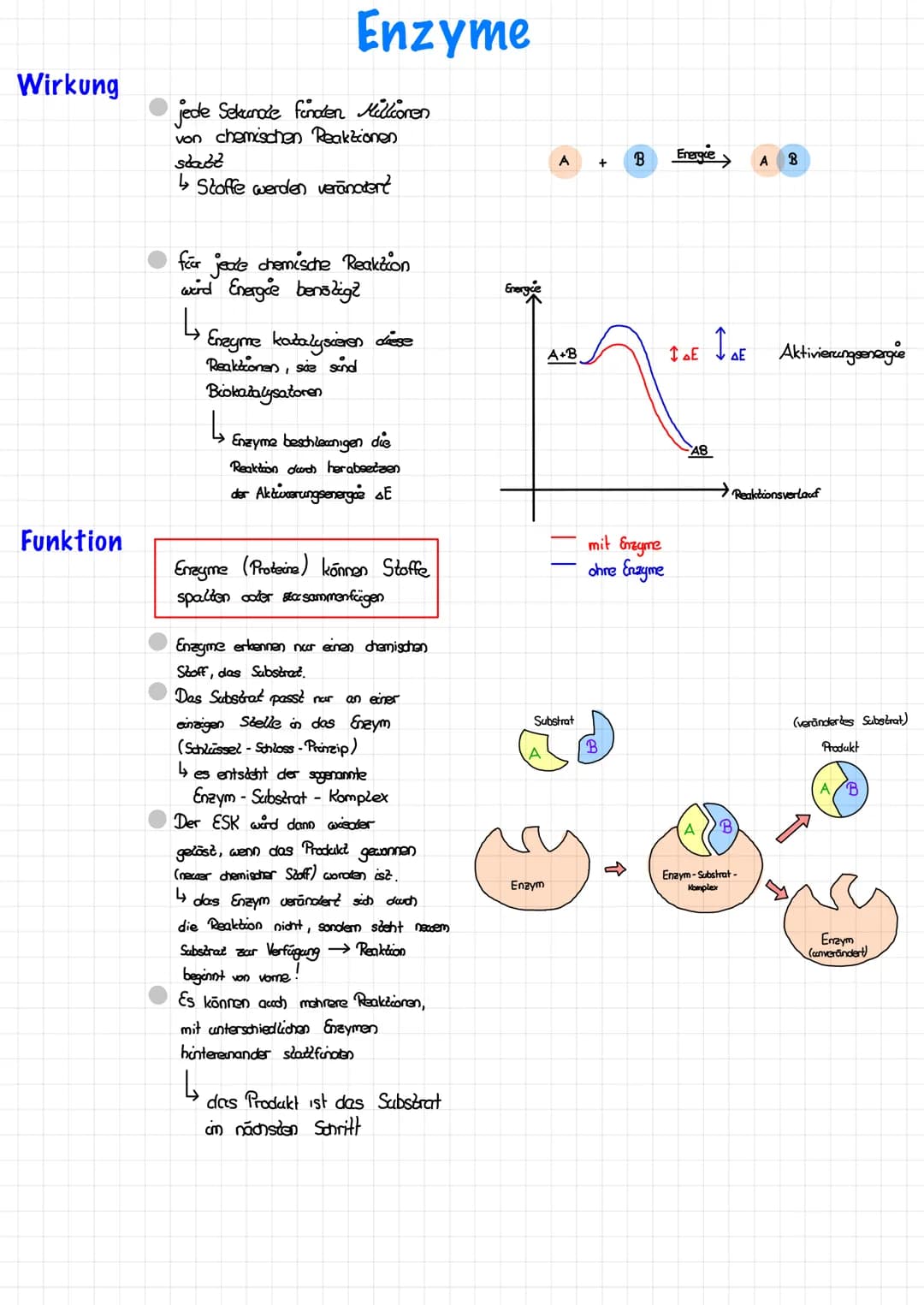 Wirkung
Funktion
Enzyme
jede Sekunde finden Millionen
von chemischen Reaktionen
statt
↳ Stoffe werden verändert
for jede chemische Reaktion
