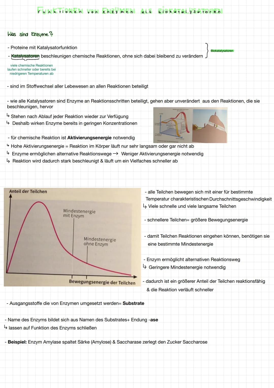 KT:ONEN
funktionen
Was sind Enzyme ?
- Proteine mit Katalysatorfunktion
- Katalysatoren beschleunigen chemische Reaktionen, ohne sich dabei 