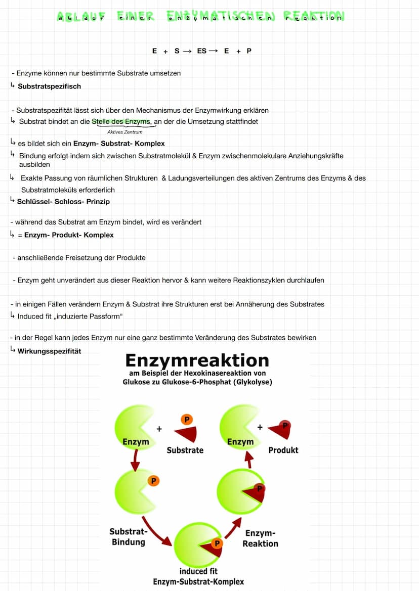 KT:ONEN
funktionen
Was sind Enzyme ?
- Proteine mit Katalysatorfunktion
- Katalysatoren beschleunigen chemische Reaktionen, ohne sich dabei 