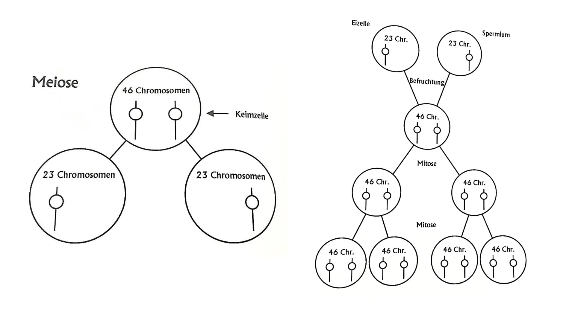 I
Was ist Trisomie 21?
angeborene Anomalie (=Abweichung) des Erbguts →→Genommutation, bei der das 21. Chromosom
dreimal vorhanden ist →→ Bet