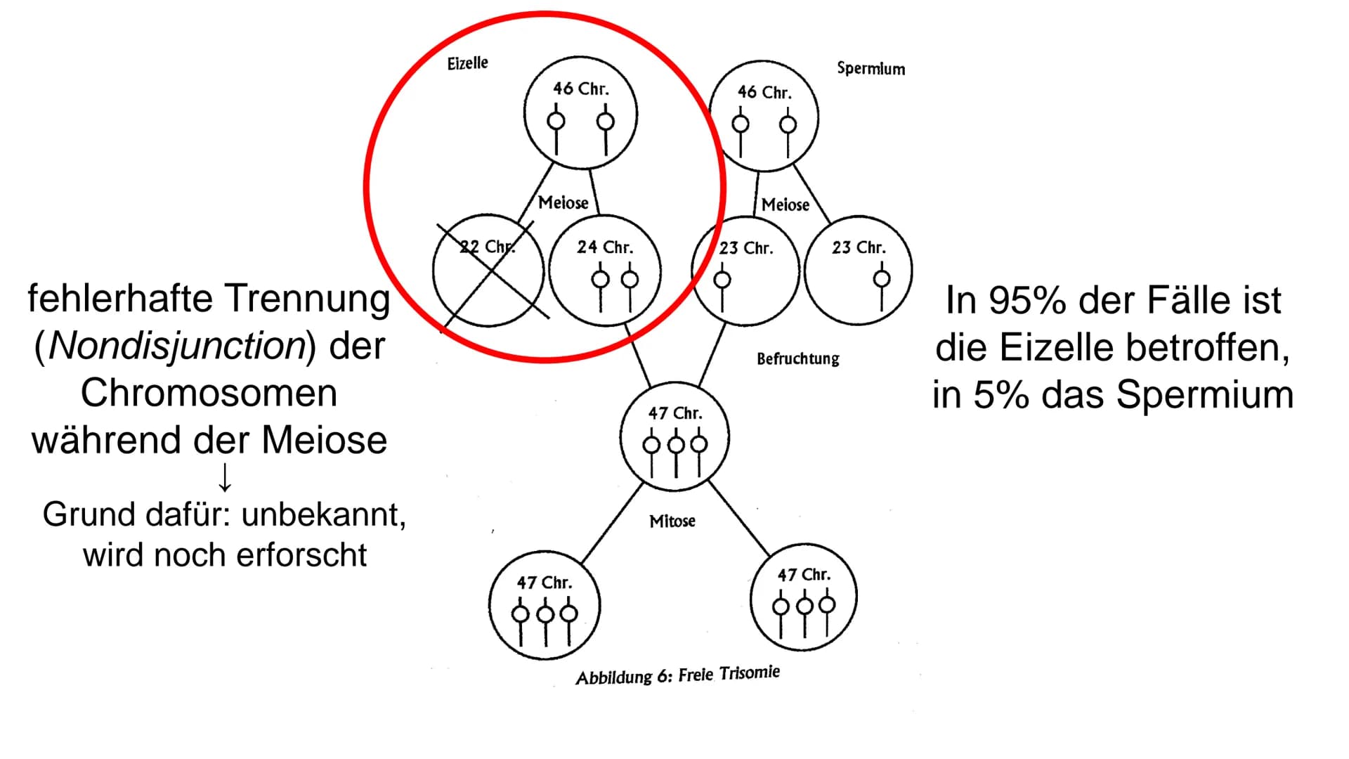 I
Was ist Trisomie 21?
angeborene Anomalie (=Abweichung) des Erbguts →→Genommutation, bei der das 21. Chromosom
dreimal vorhanden ist →→ Bet