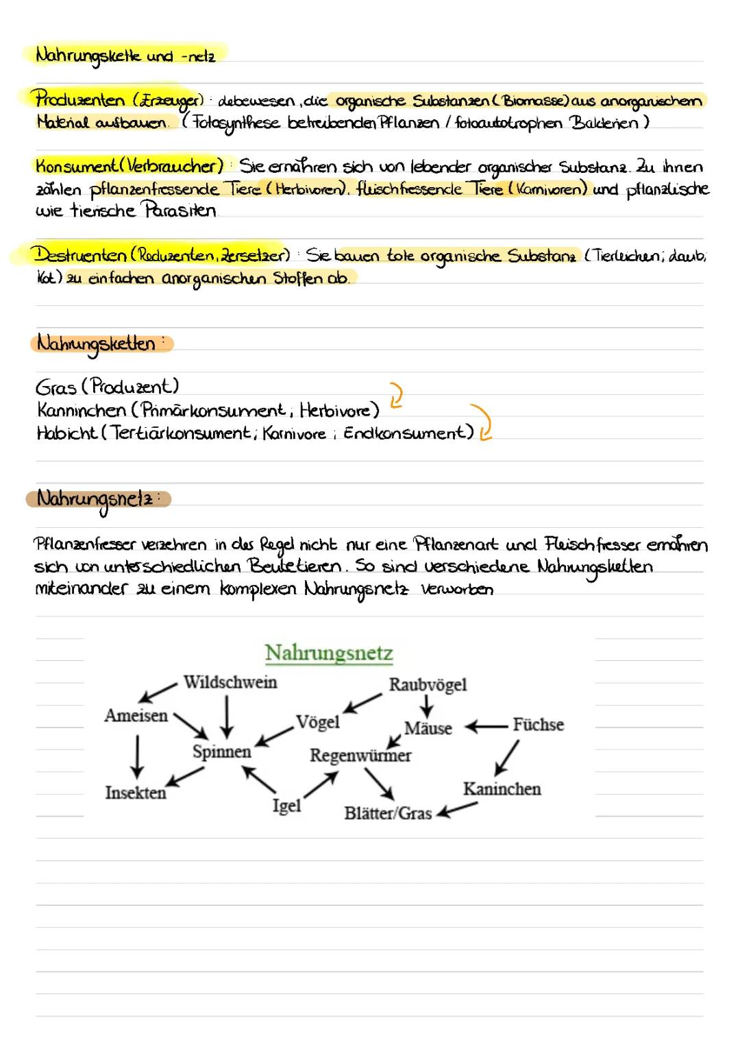 Nahrungskette und Nahrungsnetz einfach erklärt: Tiere, Beispiele und Unterschiede