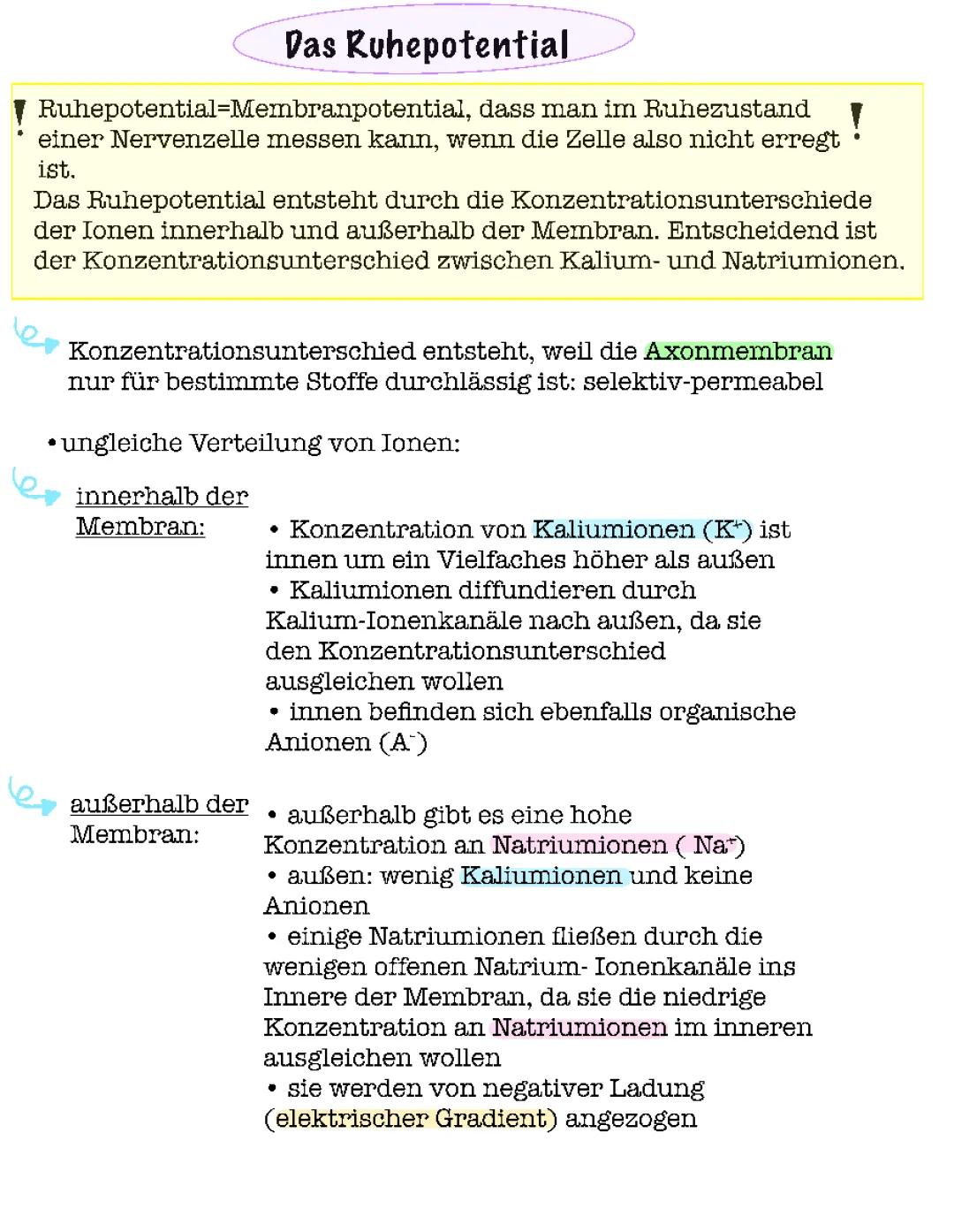 Ruhepotential und Aktionspotential einfach erklärt: Nervenzelle, Ionenverteilung und mehr