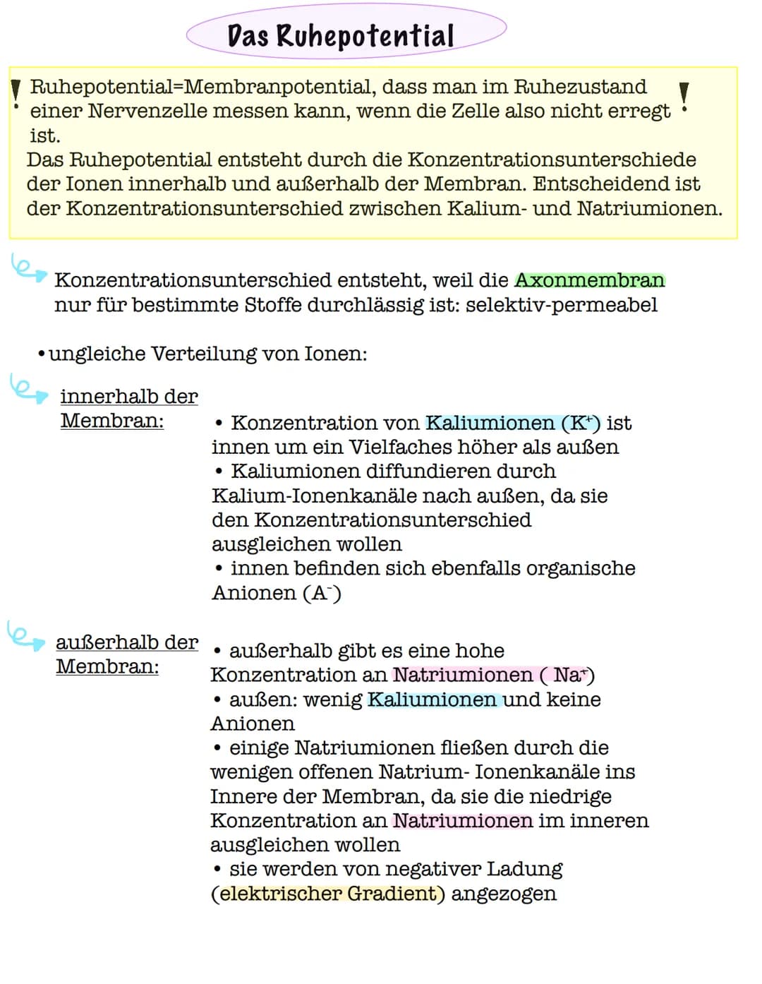 Das Ruhepotential
Ruhepotential-Membranpotential, dass man im Ruhezustand
einer Nervenzelle messen kann, wenn die Zelle also nicht erregt
is