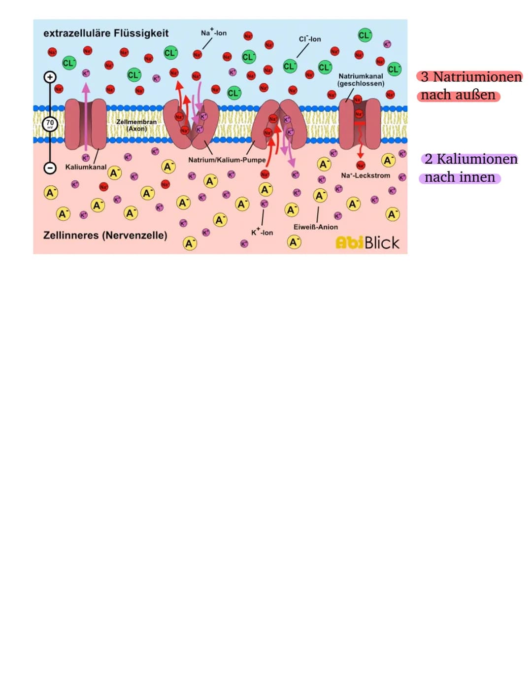 Das Ruhepotential
Ruhepotential-Membranpotential, dass man im Ruhezustand
einer Nervenzelle messen kann, wenn die Zelle also nicht erregt
is