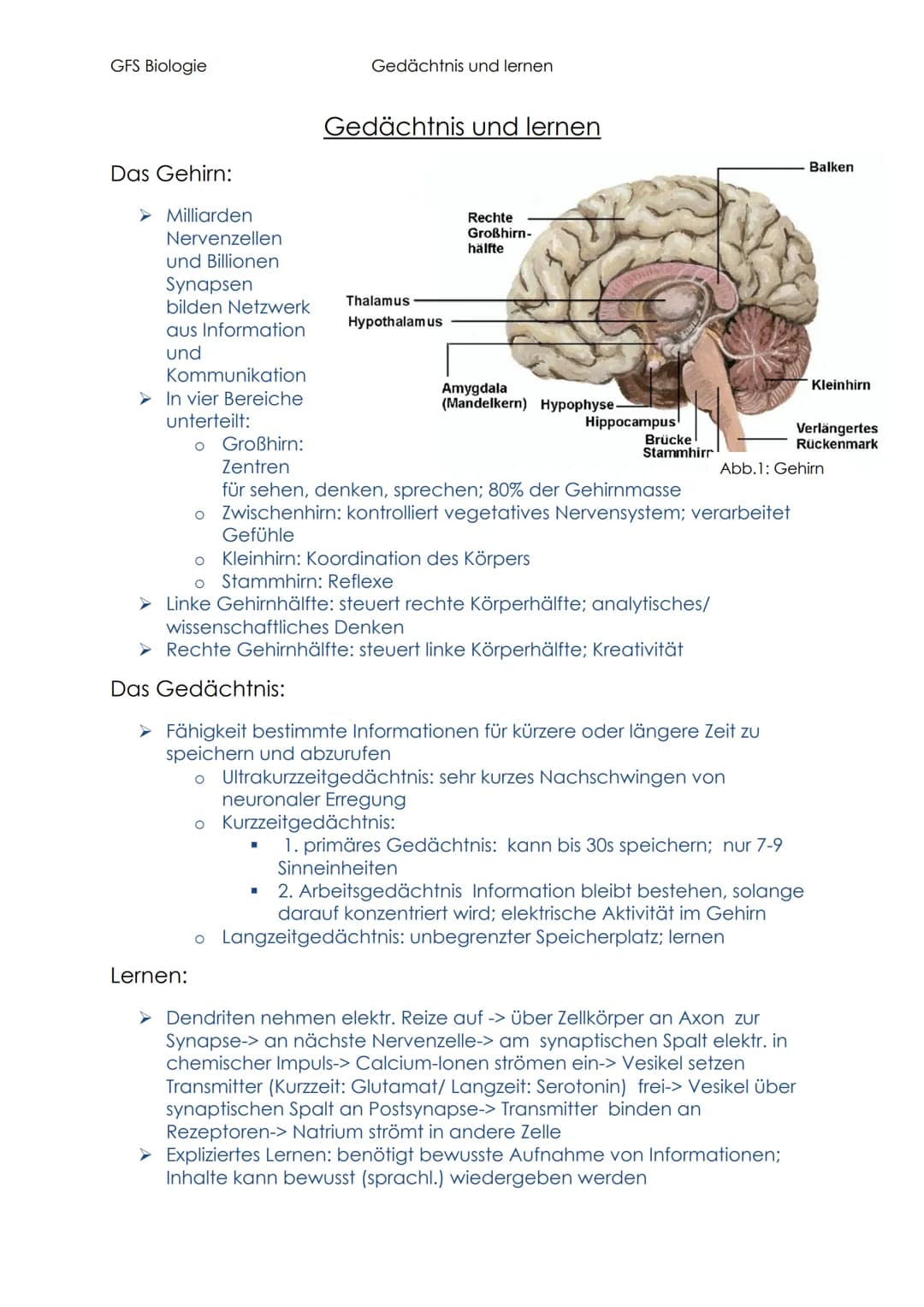 GFS Biologie
Das Gehirn:
➤ Milliarden
Nervenzellen
und Billionen
Synapsen
bilden Netzwerk
aus Information
und
Kommunikation
In vier Bereiche