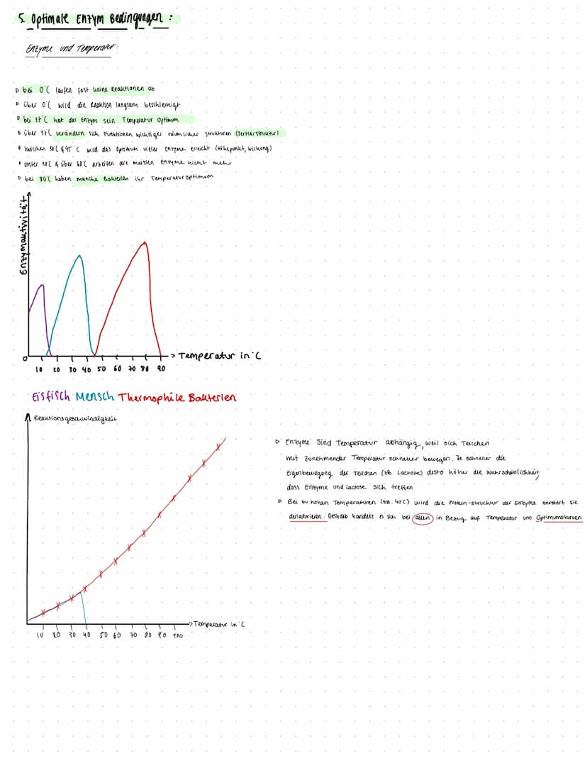 Enzyme und PH-Wert
pepsin
P zu niedriger PH-Wert.
Ho-lonen lagern sich an negativ geladenen Proteinen an
räumliche strukturveränderung
:> De