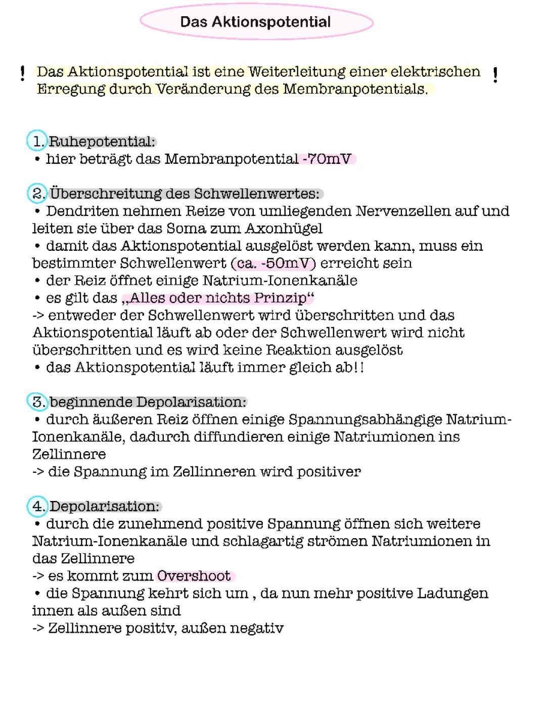 Aktionspotential einfach erklärt: Von Depolarisation bis Hyperpolarisation