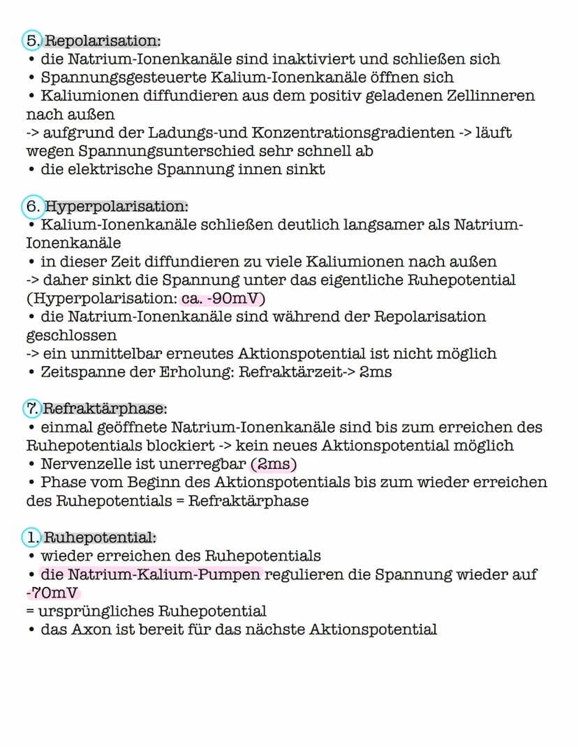 Das Aktionspotential
! Das Aktionspotential ist eine Weiterleitung einer elektrischen !
Erregung durch Veränderung des Membranpotentials.
1.