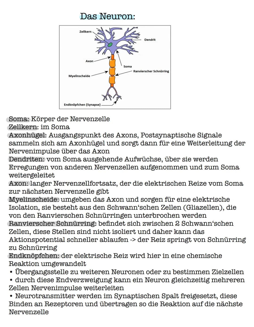 Das Aktionspotential
! Das Aktionspotential ist eine Weiterleitung einer elektrischen !
Erregung durch Veränderung des Membranpotentials.
1.