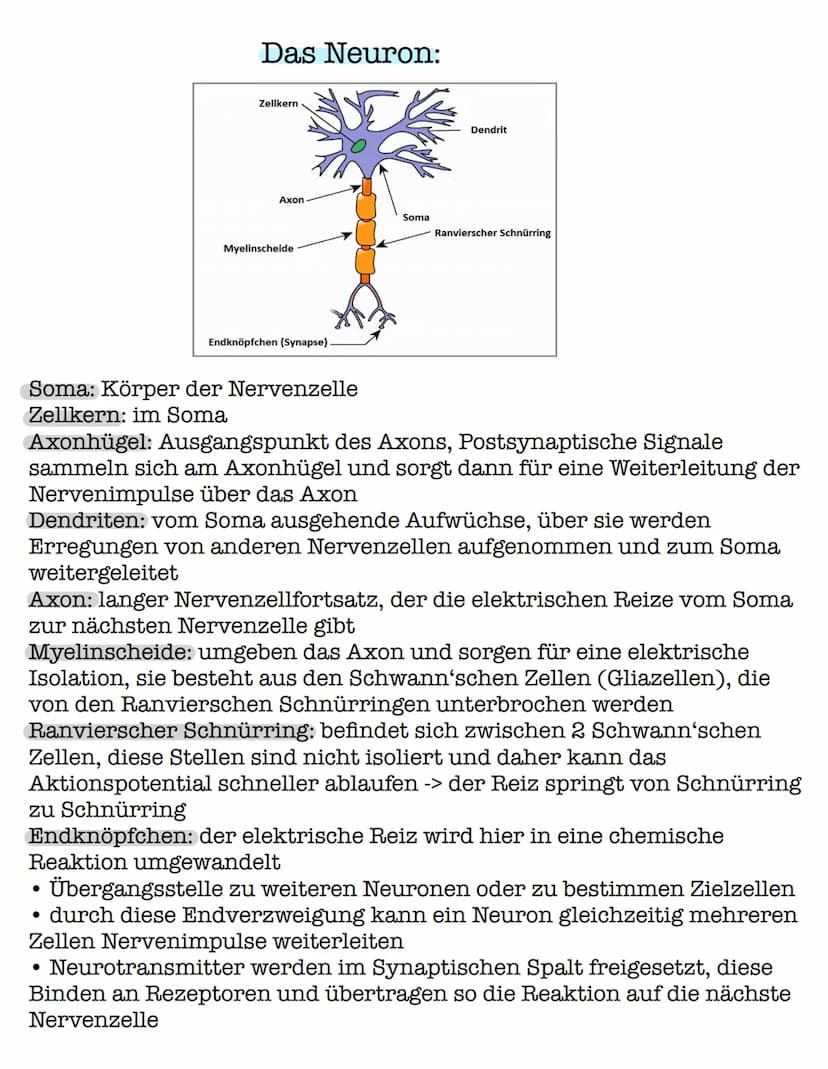 Das Aktionspotential
! Das Aktionspotential ist eine Weiterleitung einer elektrischen !
Erregung durch Veränderung des Membranpotentials.
1.