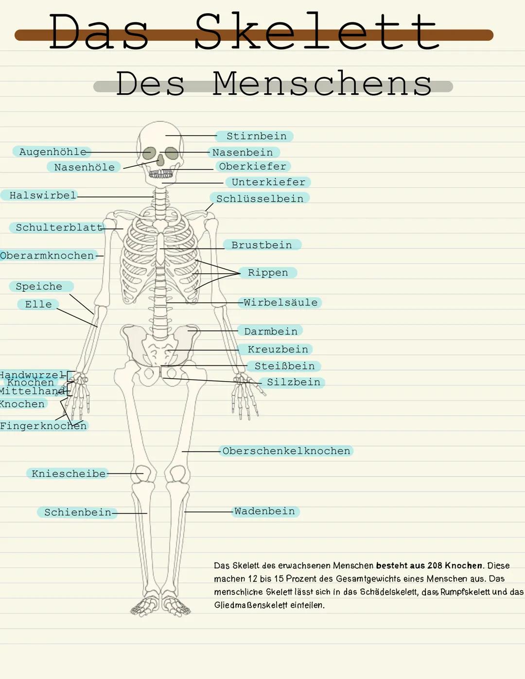Das Skelett
Des Menschens
Augenhöhle
Nasenhöle
Halswirbel.
Schulterblatt
Oberarmknochen-
Speiche
Elle
Handwurzel
Knochen
Mittelhand
Knochen
