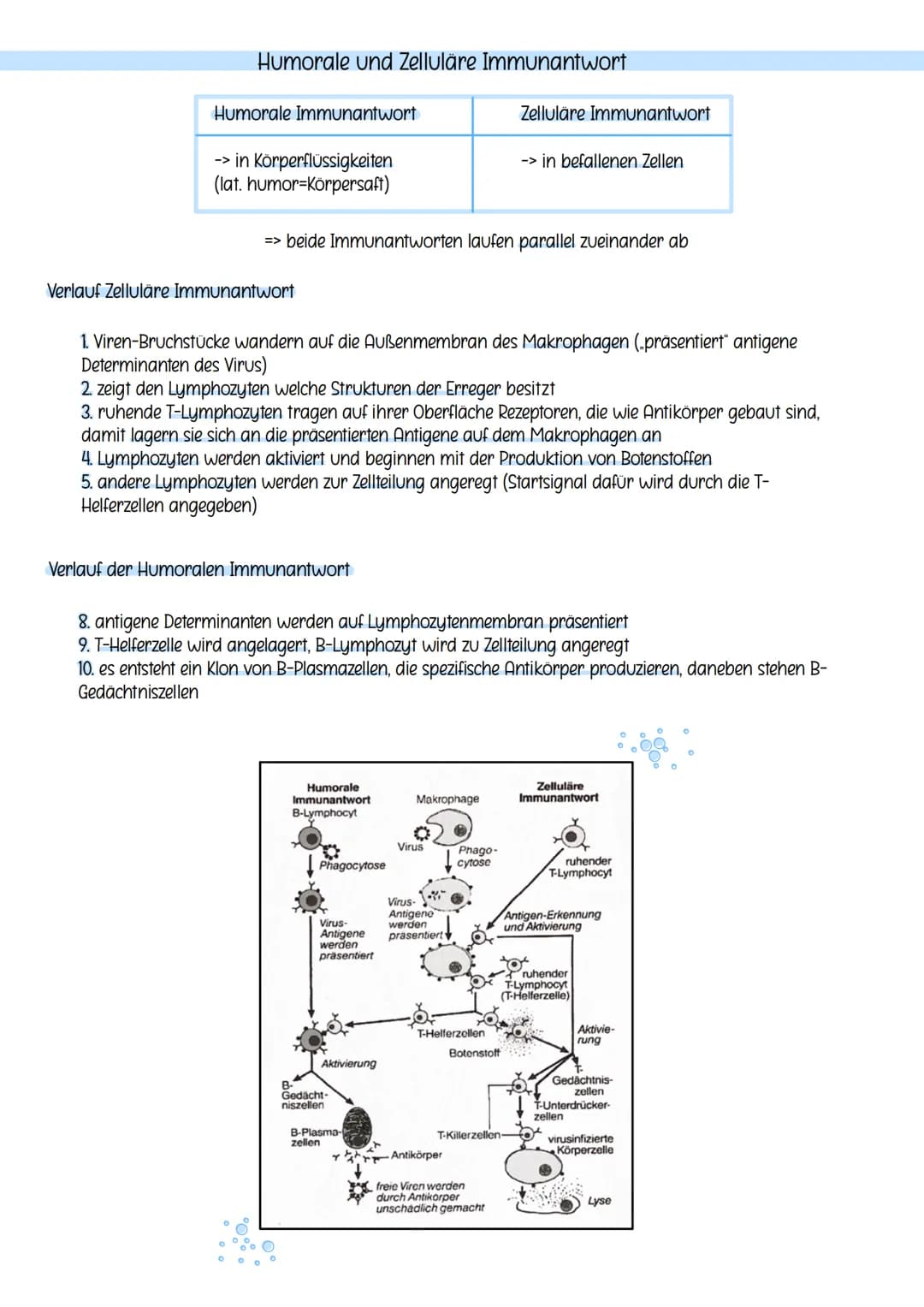Unspezifische Abwehr (=Resistenz)
-> angeborene Abwehr
kurzfristiger, genereller Schutz gegenüber
Krankheitserreger
(bei wiederholtem Kontak