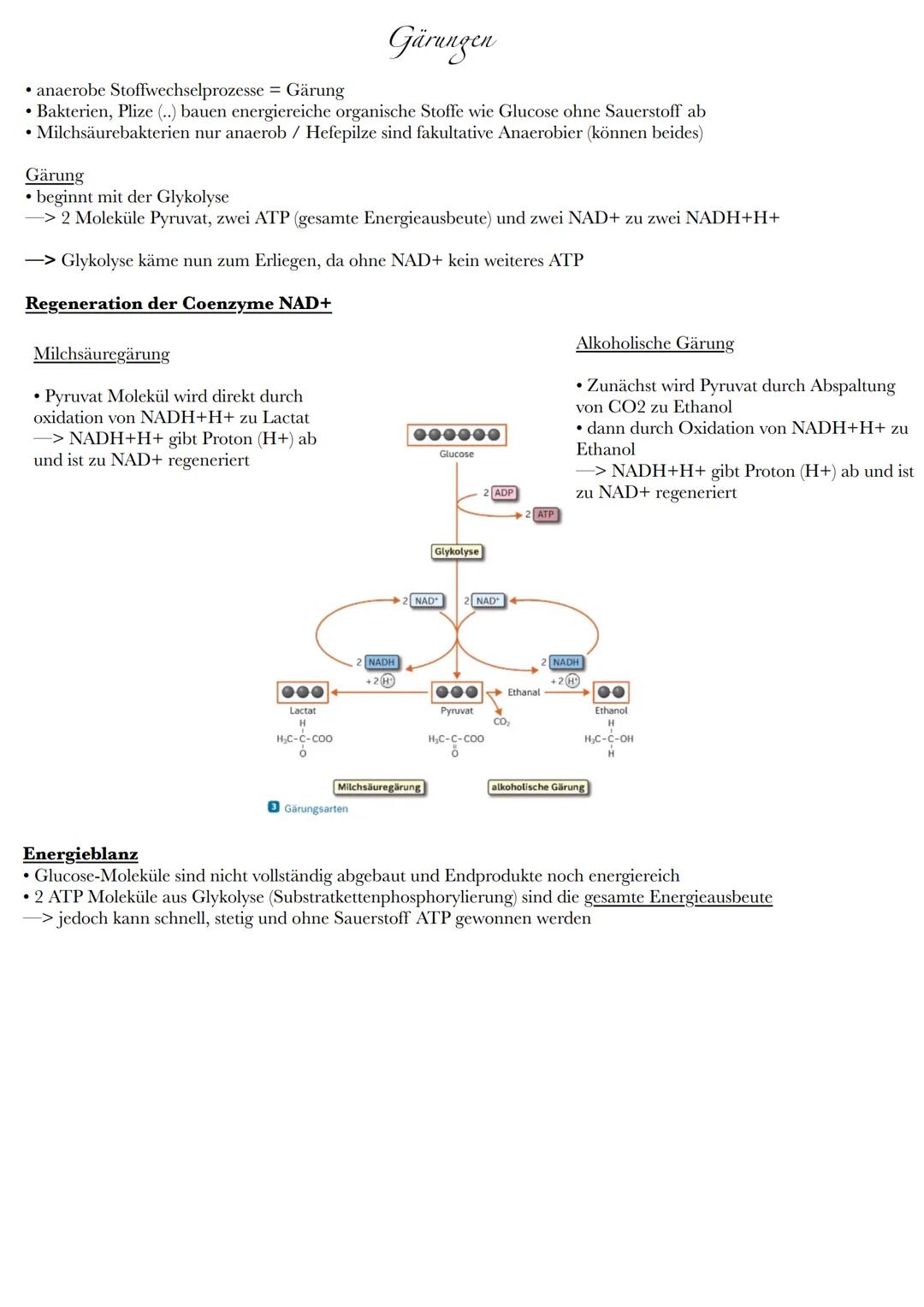 Gärungen

• anaerobe Stoffwechselprozesse = Gärung

• Bakterien, Plize (..) bauen energiereiche organische Stoffe wie Glucose ohne Sauerstof