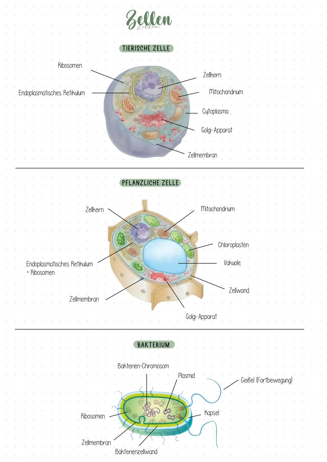 Ribosomen
Endoplasmatisches Retikulum
Zellkern
Endoplasmatisches Retikulum
+ Ribosomen
Zellmembran
Ribosomen
Zellmembran
Zellen
TIERISCHE ZE