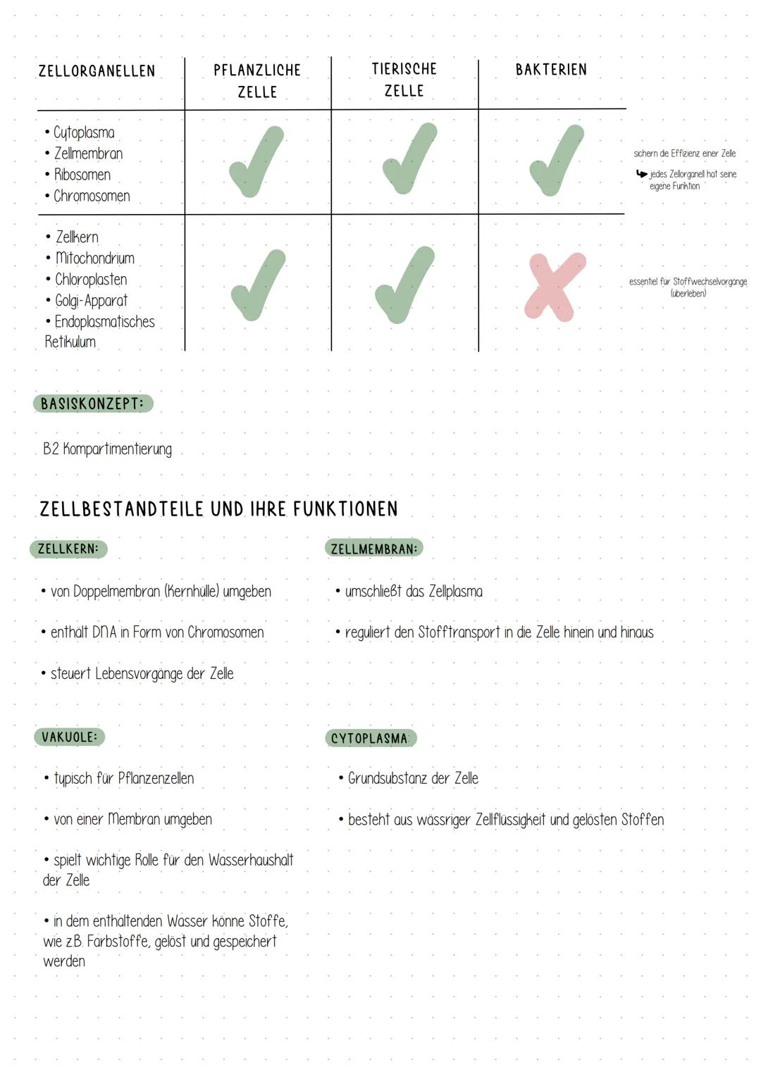 Ribosomen
Endoplasmatisches Retikulum
Zellkern
Endoplasmatisches Retikulum
+ Ribosomen
Zellmembran
Ribosomen
Zellmembran
Zellen
TIERISCHE ZE