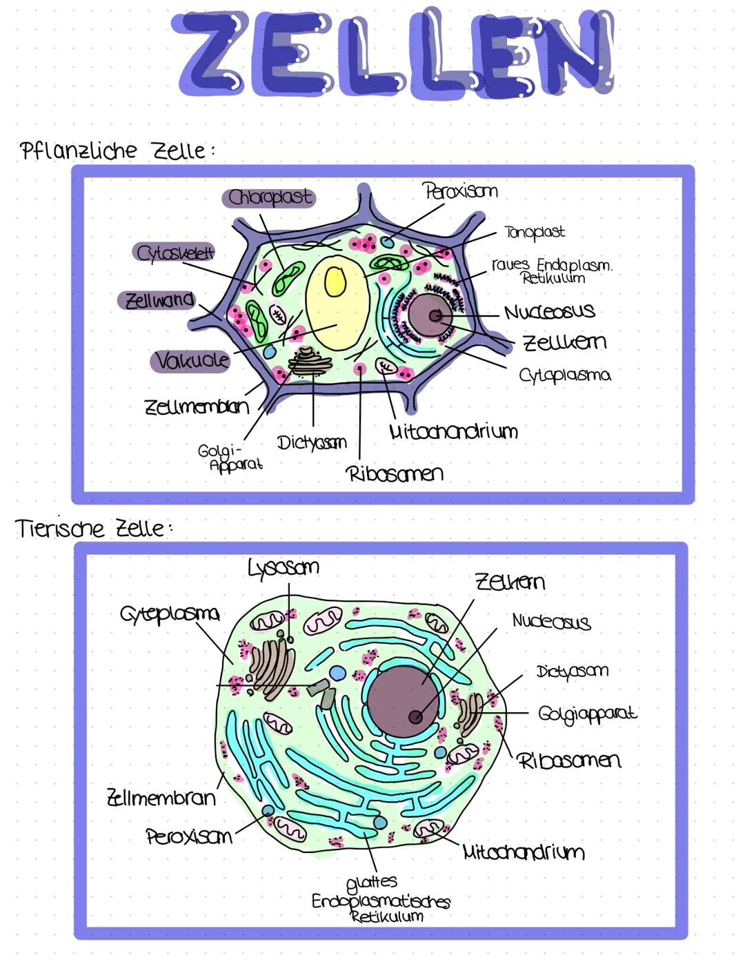 ZELLEN
Pflanzliche Zelle:
Cytoskelett
Zellwand
Vakuole
Zelmembran
Tierische Zelle:
Chloroplast.
Golgi-
Apparat
Cyteplasma
Zellmembran
Peroxi