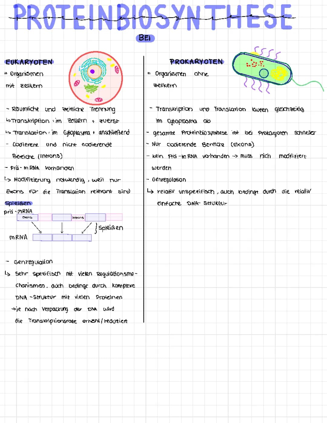 Proteinbiosynthese bei Pro- und Eukaryoten 