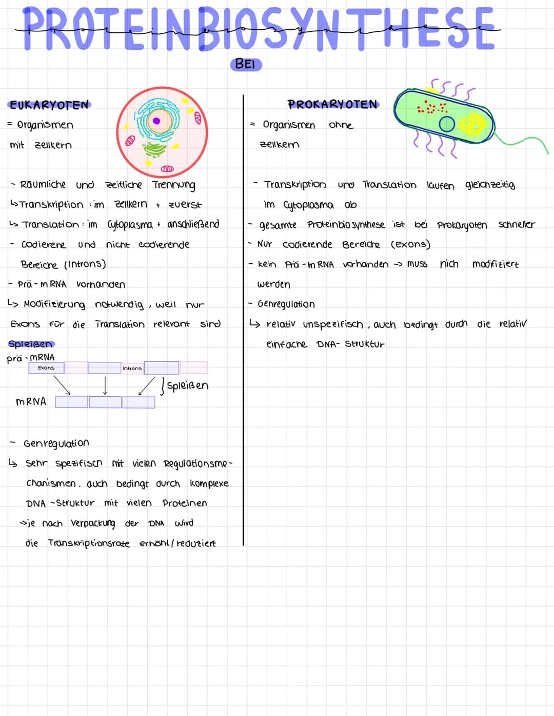 PROTEINBIOSYNTHESE
BEI
EUKARYOTEN
= Organismen
mit Zellkern
- Räumliche und zeitliche Trennung.
L>Transkription: im Zellkern + zuerst
L> Tra