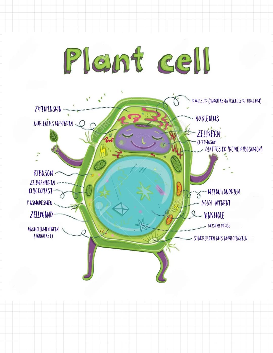 ZYTOPLASMA
NUKLEOLUS MEMBRAN
RIBOSOM.
ZELLMEMBRAN
CHLOROPLAST
PLASMODESMEN
ZELLWAND
Plant cell
VAKUGLENMEMBRAN
(TONOPLAST)
wo
SP
RAUES ER (E