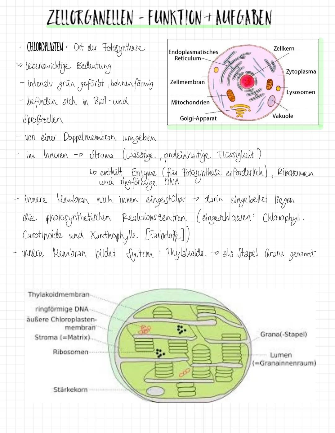 ZYTOPLASMA
NUKLEOLUS MEMBRAN
RIBOSOM.
ZELLMEMBRAN
CHLOROPLAST
PLASMODESMEN
ZELLWAND
Plant cell
VAKUGLENMEMBRAN
(TONOPLAST)
wo
SP
RAUES ER (E