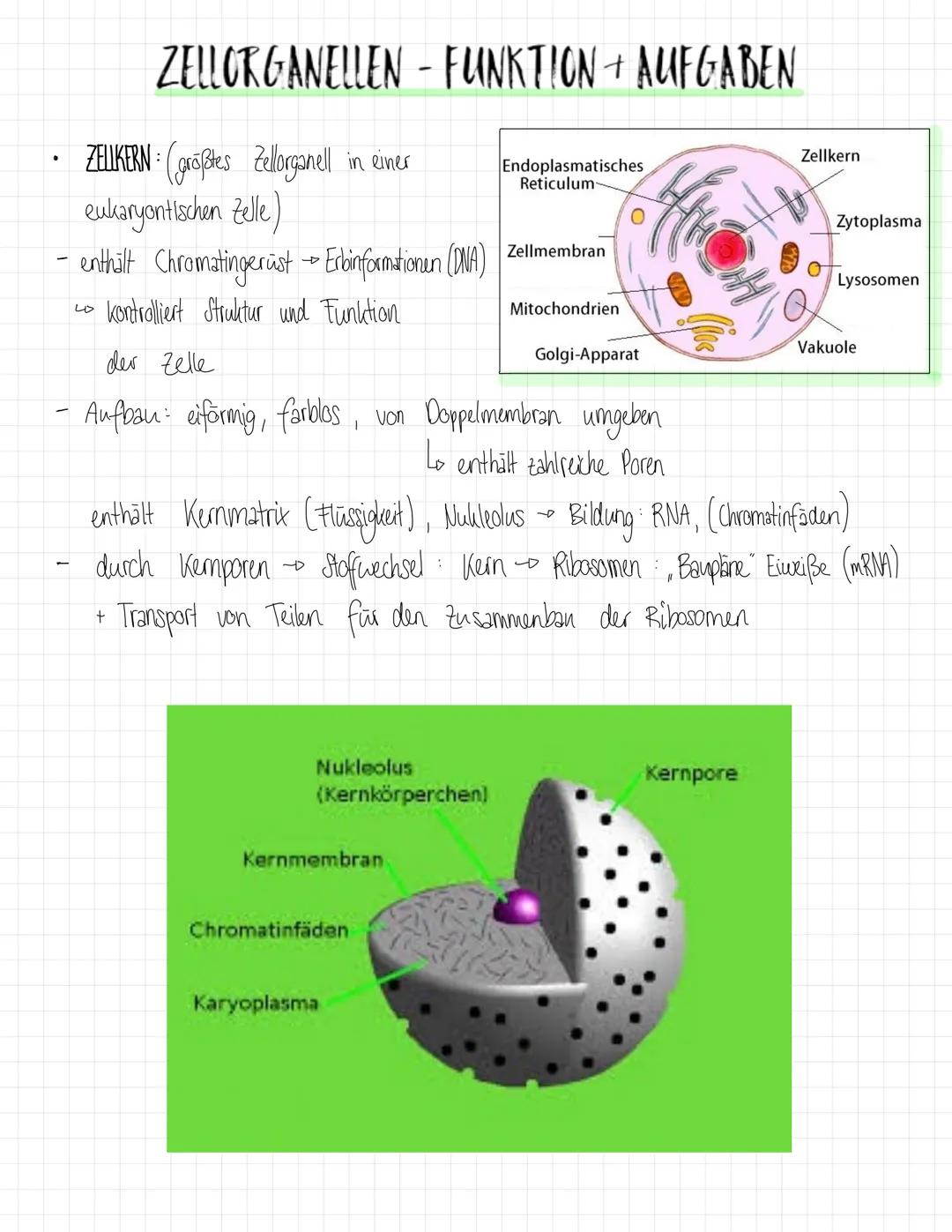ZYTOPLASMA
NUKLEOLUS MEMBRAN
RIBOSOM.
ZELLMEMBRAN
CHLOROPLAST
PLASMODESMEN
ZELLWAND
Plant cell
VAKUGLENMEMBRAN
(TONOPLAST)
wo
SP
RAUES ER (E