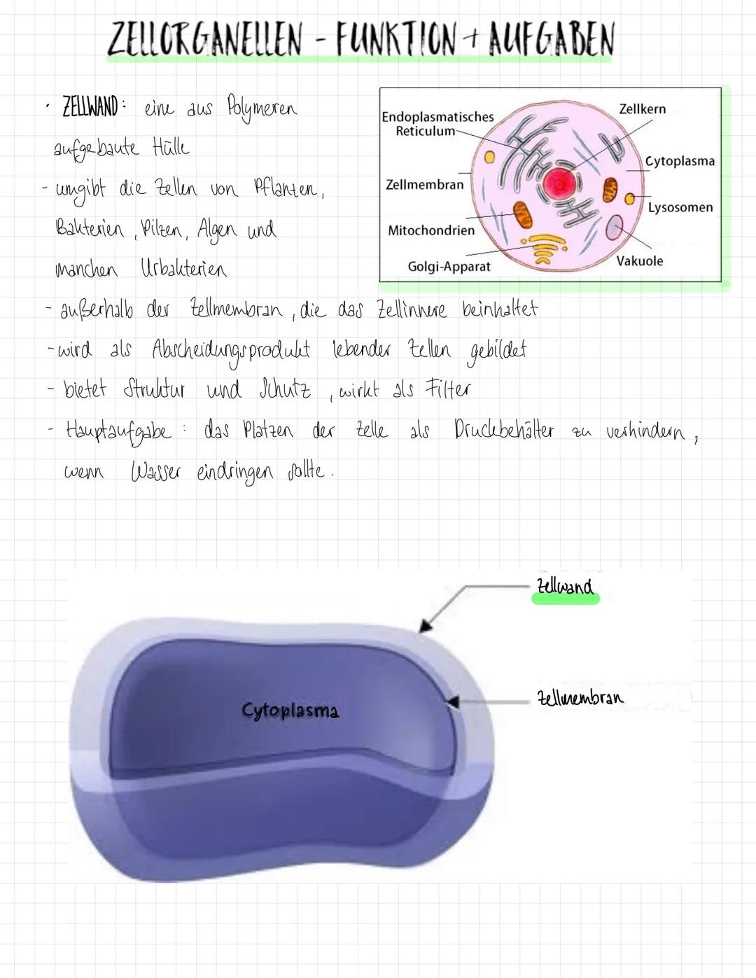 ZYTOPLASMA
NUKLEOLUS MEMBRAN
RIBOSOM.
ZELLMEMBRAN
CHLOROPLAST
PLASMODESMEN
ZELLWAND
Plant cell
VAKUGLENMEMBRAN
(TONOPLAST)
wo
SP
RAUES ER (E
