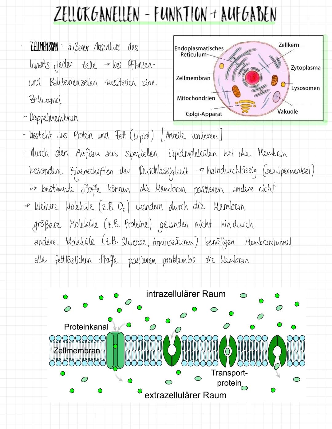 ZYTOPLASMA
NUKLEOLUS MEMBRAN
RIBOSOM.
ZELLMEMBRAN
CHLOROPLAST
PLASMODESMEN
ZELLWAND
Plant cell
VAKUGLENMEMBRAN
(TONOPLAST)
wo
SP
RAUES ER (E
