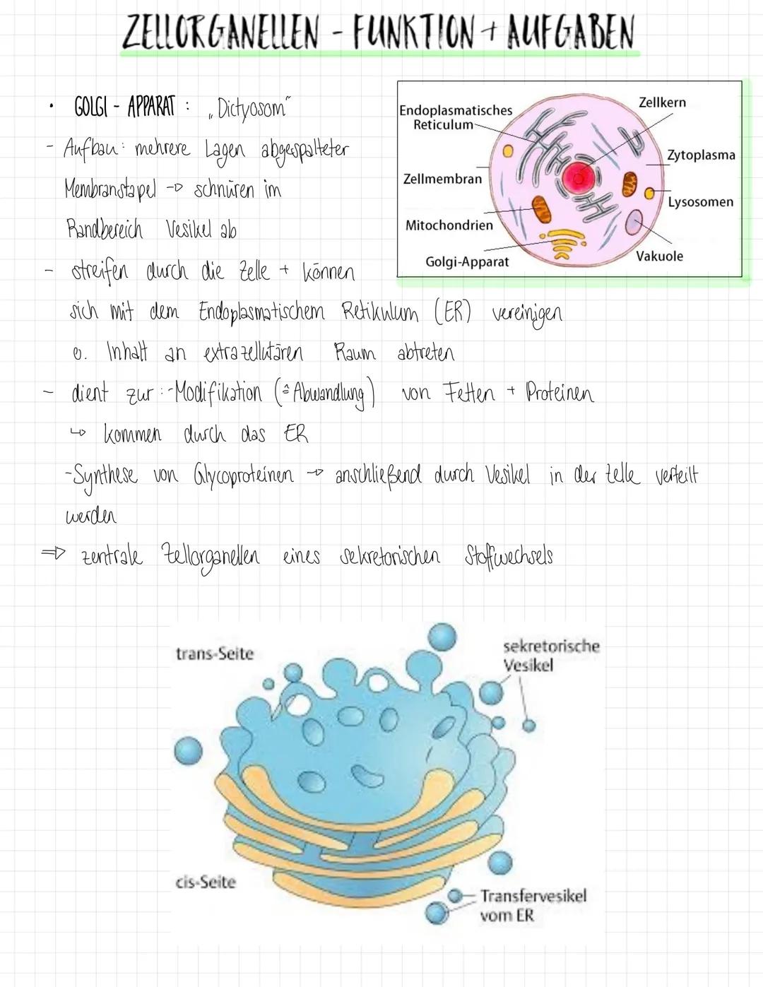 ZYTOPLASMA
NUKLEOLUS MEMBRAN
RIBOSOM.
ZELLMEMBRAN
CHLOROPLAST
PLASMODESMEN
ZELLWAND
Plant cell
VAKUGLENMEMBRAN
(TONOPLAST)
wo
SP
RAUES ER (E