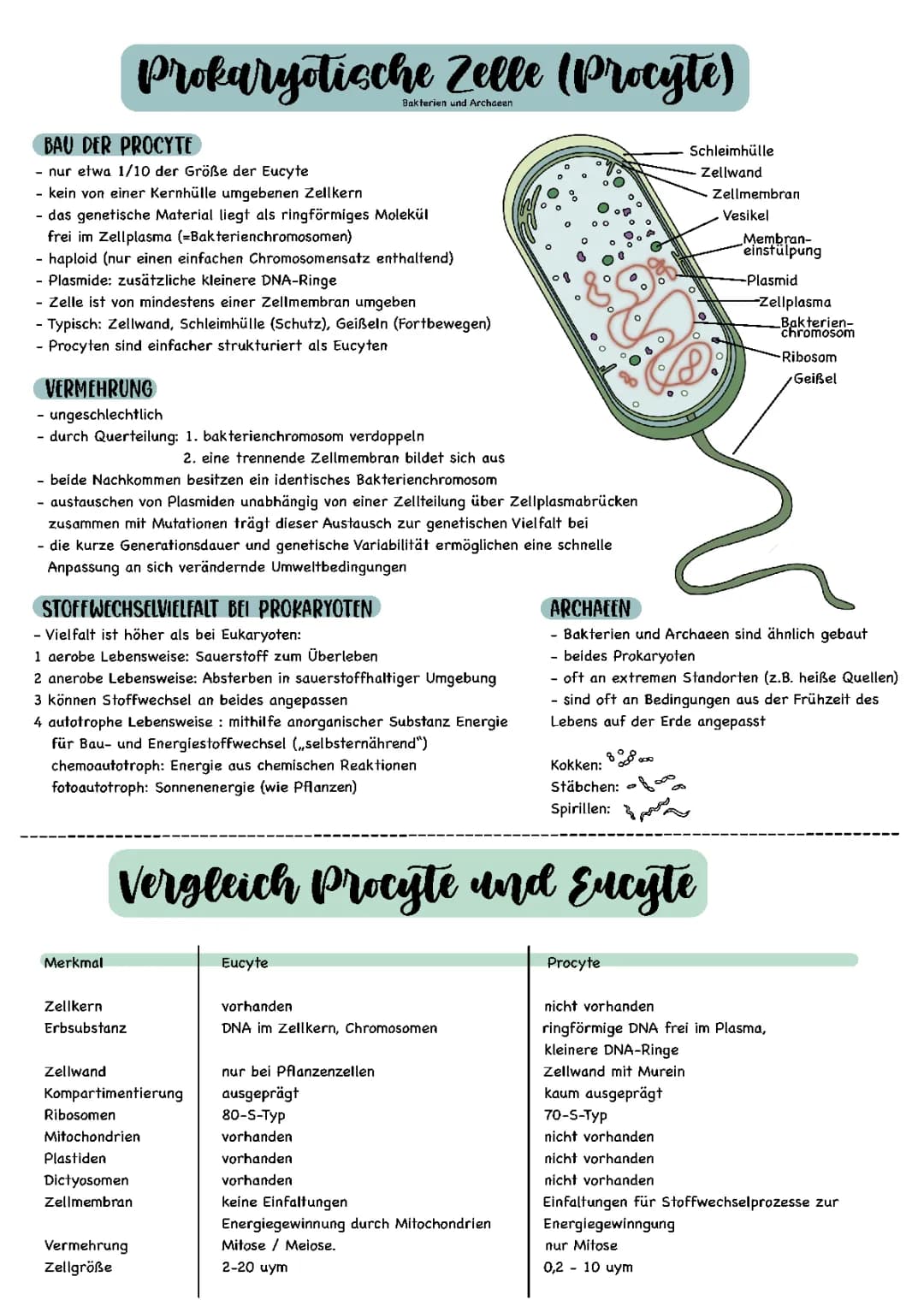 Prokaryotische Zelle + Vergleich Procyte und Eucyte 