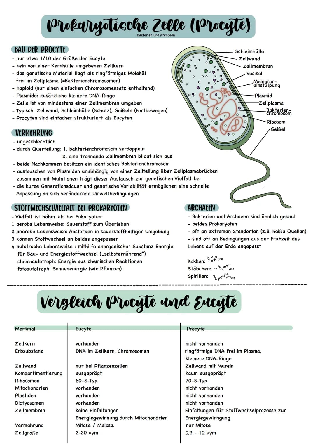 BAU DER PROCYTE
- nur etwa 1/10 der Größe der Eucyte
- kein von einer Kernhülle umgebenen Zellkern
- das genetische Material liegt als ringf