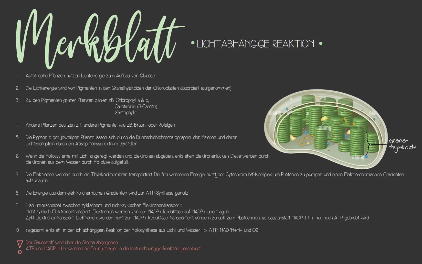  KlausuR II.
11 Planzenphysiologic
Grobbau einer Pflanze
W
Querschnitt eines Blattes
1
VRIJOHE
2
3
4
5)
6.
1
Blüte
Blatt
Sprossachse
Knospe

