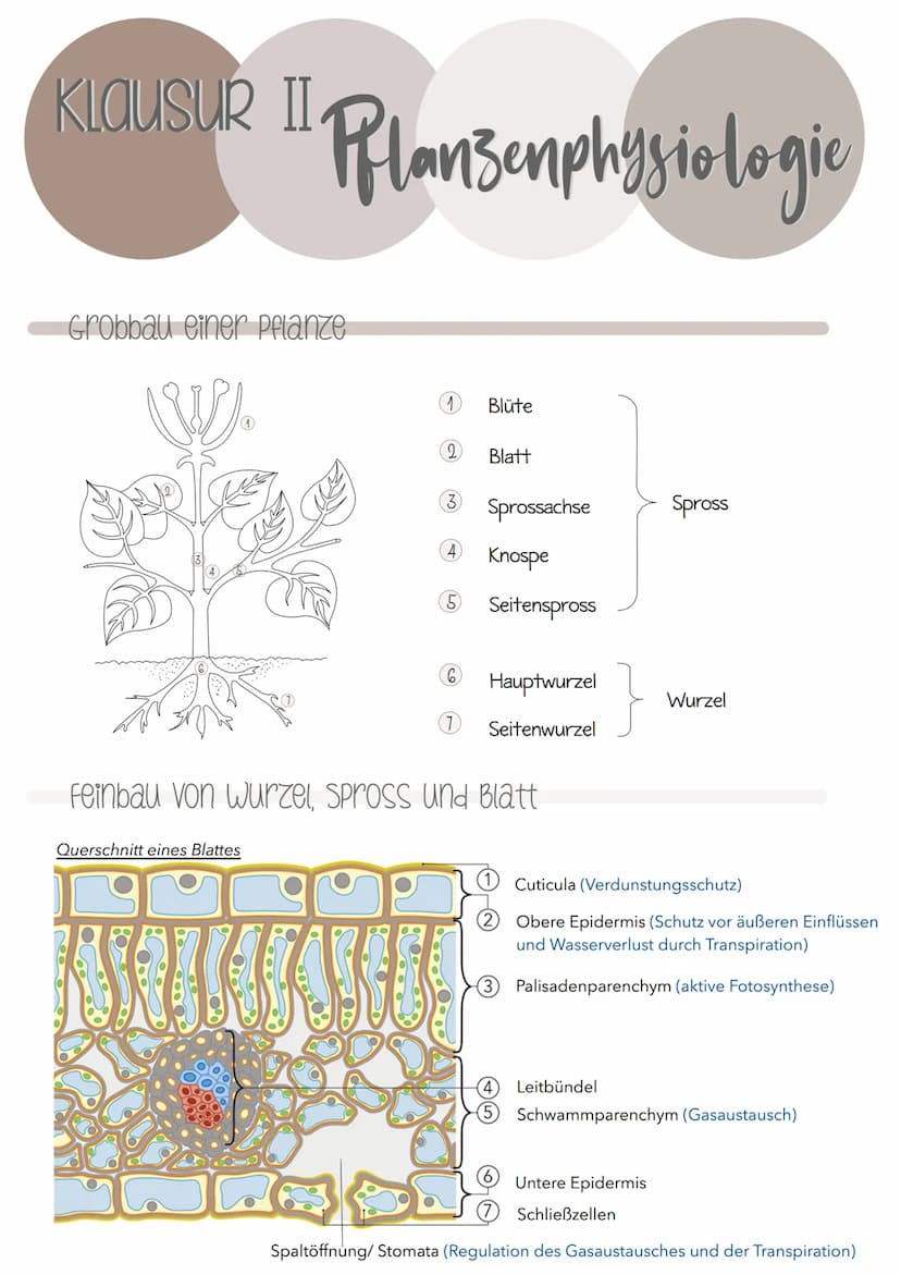  KlausuR II.
11 Planzenphysiologic
Grobbau einer Pflanze
W
Querschnitt eines Blattes
1
VRIJOHE
2
3
4
5)
6.
1
Blüte
Blatt
Sprossachse
Knospe
