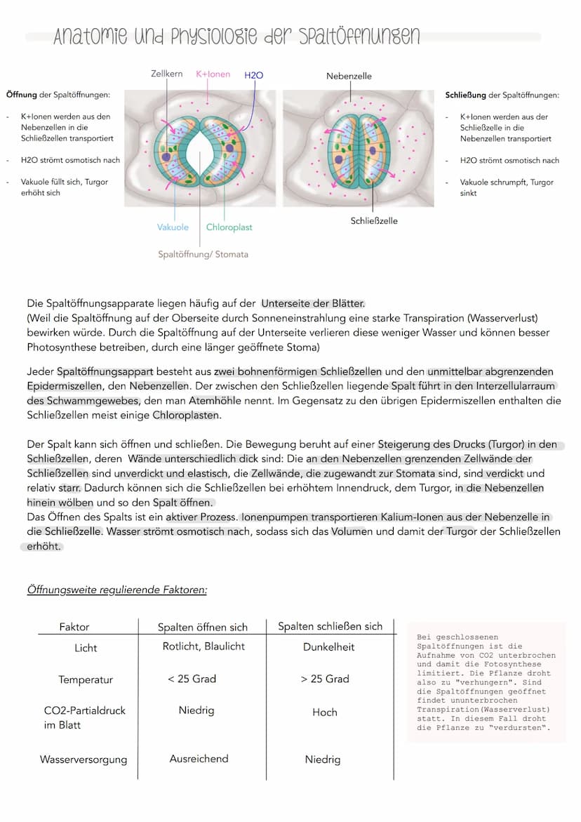  KlausuR II.
11 Planzenphysiologic
Grobbau einer Pflanze
W
Querschnitt eines Blattes
1
VRIJOHE
2
3
4
5)
6.
1
Blüte
Blatt
Sprossachse
Knospe
