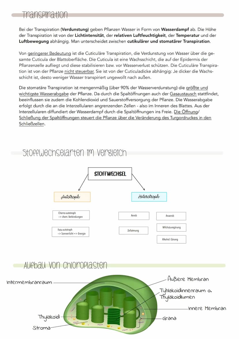  KlausuR II.
11 Planzenphysiologic
Grobbau einer Pflanze
W
Querschnitt eines Blattes
1
VRIJOHE
2
3
4
5)
6.
1
Blüte
Blatt
Sprossachse
Knospe
