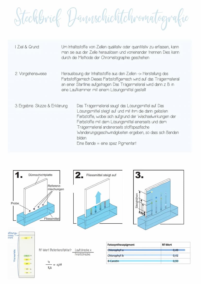  KlausuR II.
11 Planzenphysiologic
Grobbau einer Pflanze
W
Querschnitt eines Blattes
1
VRIJOHE
2
3
4
5)
6.
1
Blüte
Blatt
Sprossachse
Knospe
