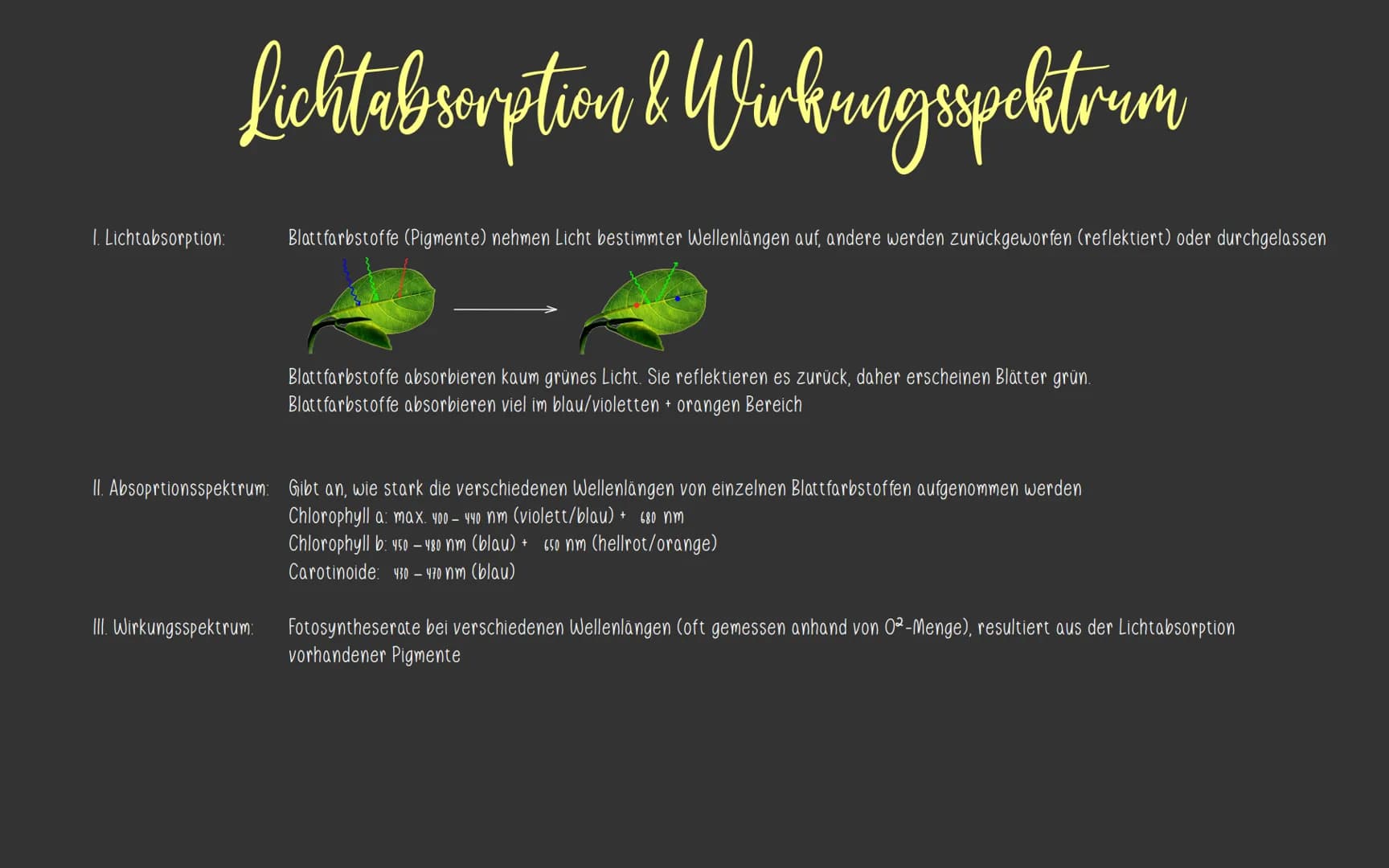  KlausuR II.
11 Planzenphysiologic
Grobbau einer Pflanze
W
Querschnitt eines Blattes
1
VRIJOHE
2
3
4
5)
6.
1
Blüte
Blatt
Sprossachse
Knospe
