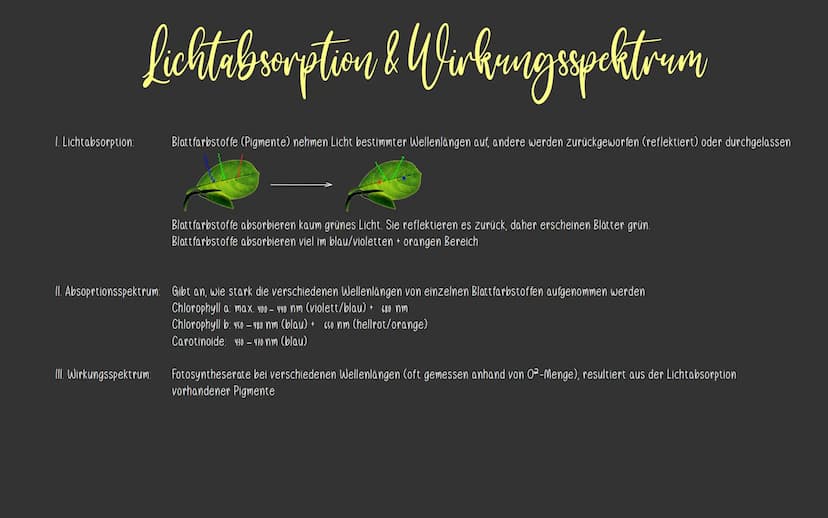  KlausuR II.
11 Planzenphysiologic
Grobbau einer Pflanze
W
Querschnitt eines Blattes
1
VRIJOHE
2
3
4
5)
6.
1
Blüte
Blatt
Sprossachse
Knospe
