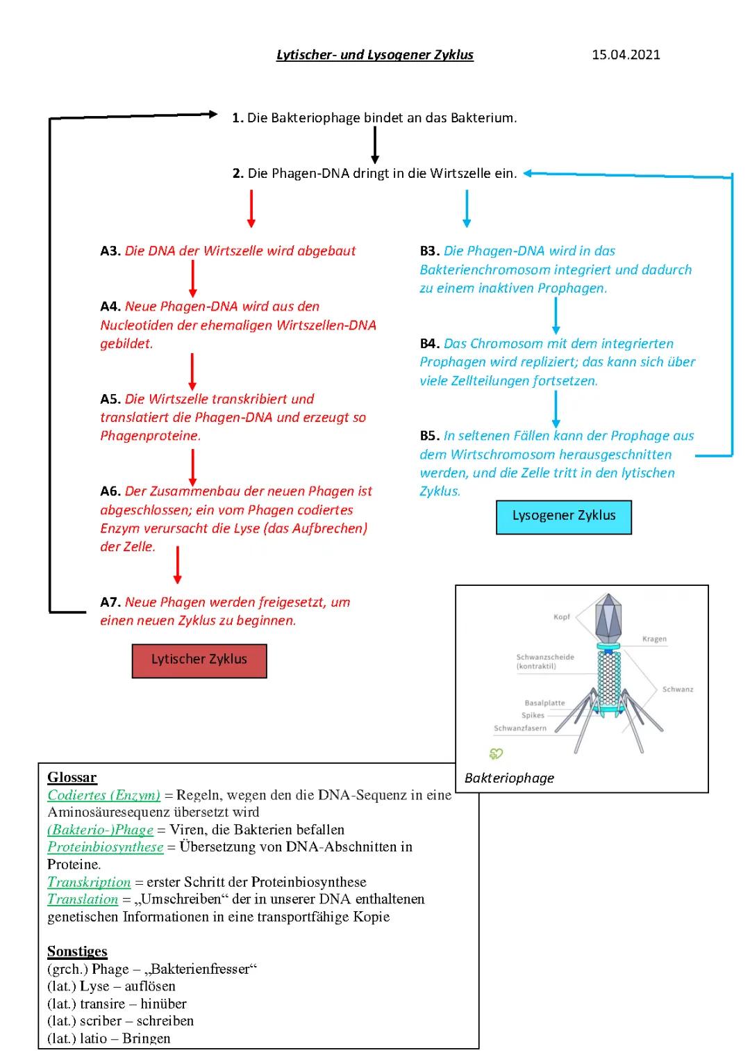 Lytischer Zyklus + Lysogener Zyklus