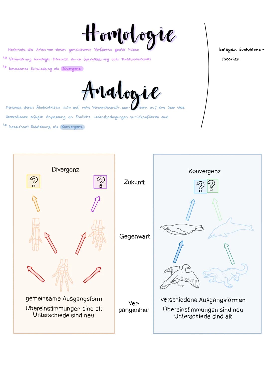 Merkmale, die Arten von einem gemeinsamen Vorfahren geerbt haben
Veränderung homologer Merkmale durch Sperialisierung oder Funktionswechsel
