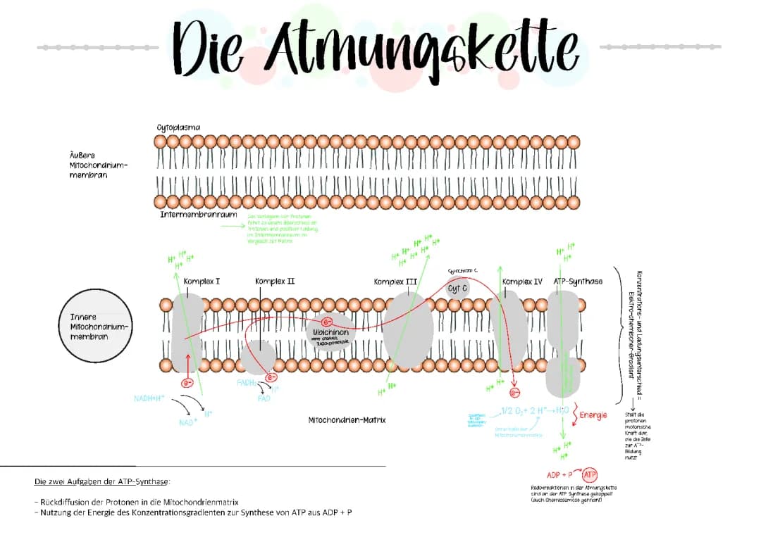 Entdecke die Mitochondrien: Wie die Atmungskette Energie macht!