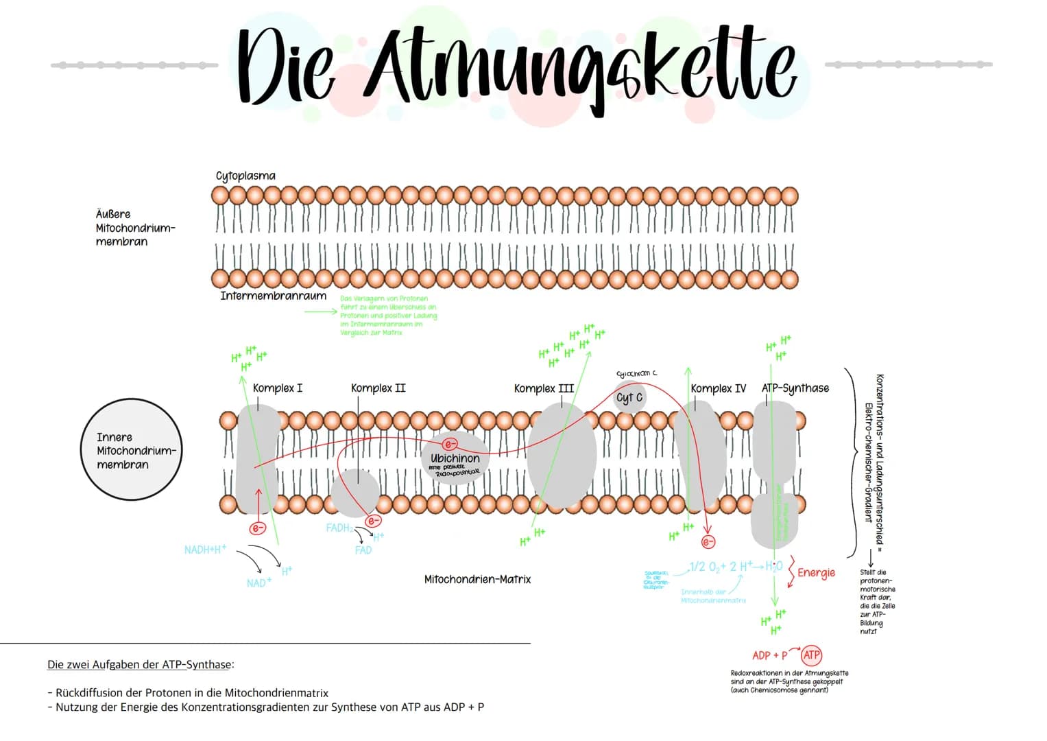 Äußere
Mitochondrium-
membran
Innere
Mitochondrium-
membran
Die Atmungskette
Cytoplasma
ooooooo
Intermembranraum
NADH+H+
H+
Komplex I
NAD+
H