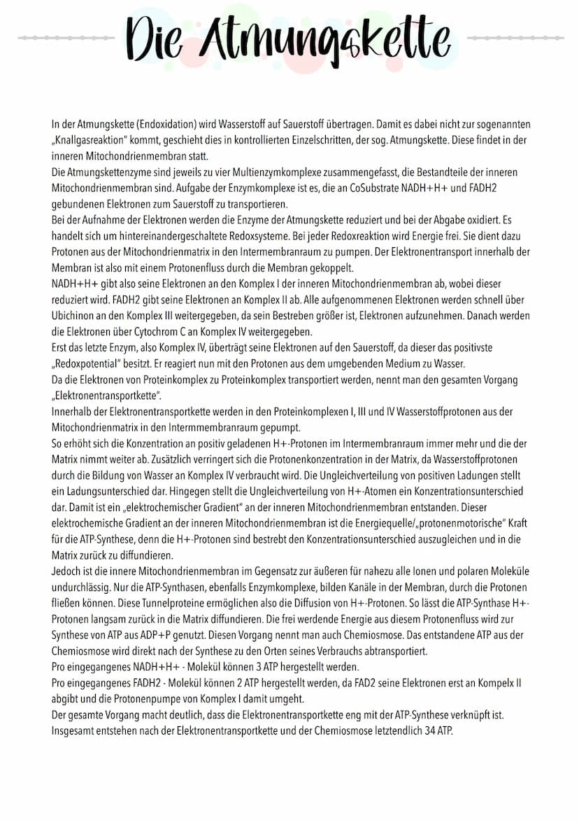 Äußere
Mitochondrium-
membran
Innere
Mitochondrium-
membran
Die Atmungskette
Cytoplasma
ooooooo
Intermembranraum
NADH+H+
H+
Komplex I
NAD+
H